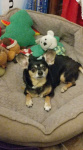 Molly Brown, Deer Head Chihuahua.jpg