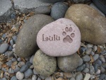 Lulu-Kristy at Alderbrook Pet Hosp.jpg