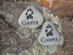 Cooper Llamas, AWC.jpg