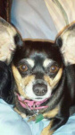 Molly Brown.jpg