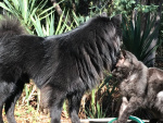 ThunderBug and Ebony Love 2.jpeg