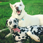 Elipsa and friend 2021.jpg