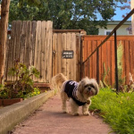 Penny Lane Tyler (1).jpeg