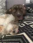 Penny Lane Tyler (3).jpeg