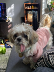 Penny Lane Tyler (4).jpeg