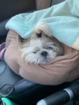 Penny Lane Tyler (6).jpeg