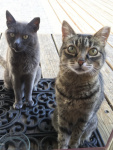 Shaddy and Tiggy Hagen.jpg