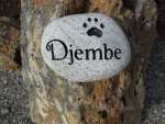 Djembe Cohen.jpg