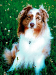 Eddie Longfellow2.jpeg