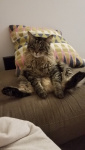 Dexter McAffee, ESRV employee cat.jpeg
