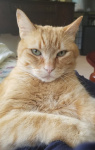 Zeus my zeusy boosy Humphreys 2023.jpg