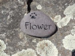 Flower Vyenielo, Pet Care East.jpg