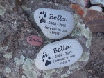 Bella Morris, Mueller Pet Medical Center2.jpg