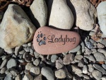 Ladybug Goldfarb.jpg