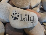 Lily Higgins, SVH referral.jpg