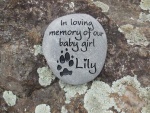 Lily Levesque, VCA Westside AH.jpg