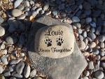 Louie Chagonjian, Pet Care West.jpg