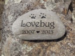 Lovebug Abraham, SVH referral.jpg