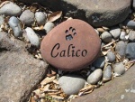 Calico Guernsey.jpg