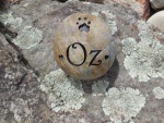 Oz Grant.Gervais, VCA Westside AH.jpg