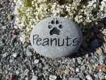 Peanuts Kunz, Devotion AH.jpg