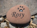 Rosy.jpg