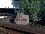 Sophie Johnson, ordered by Eva Radke DVM, ESRV.jpg