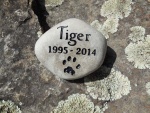 Tiger Carpenter.jpg