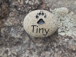 Tiny Collins.jpg