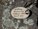 Willow West, Analy Vet.jpg