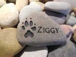 Ziggy Bernsten.jpg