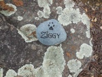 Ziggy Kuperman.jpg