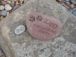 Zippy Heintz.jpg