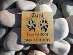 Zuni Beck, VCA Forestville 2.jpg