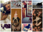 Abby Marks Collage (1).jpg