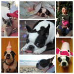 Abby Marks Collage.JPG