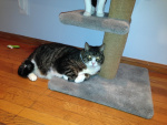 Cranky Serephin (2).jpeg