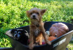 Minnie and Hershey Mathe 2.JPG