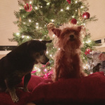 Minnie and Hershey Mathe.JPG