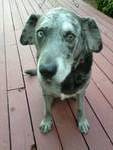 Oscar Mallace, Township Animal Hospital.jpg