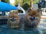 Smokey and Ember Marshall.JPG