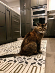 Kitter Paws Hardman 2.jpg