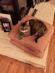 Kitter Paws Hardman.jpg