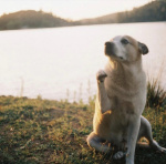 Ryder Roo Fox Yoder 2.jpg