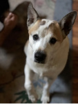 Ryder Roo Fox Yoder 3.jpg