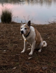 Ryder Roo Fox Yoder 4.jpg