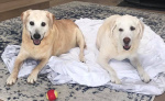Brady and Sandi Holm.jpg