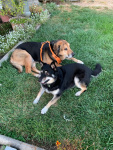 Gus Doll and Abby 1.jpeg