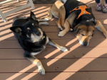 Gus Doll and Abby 2.jpeg