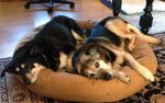 Gus Doll and Abby 4.jpeg